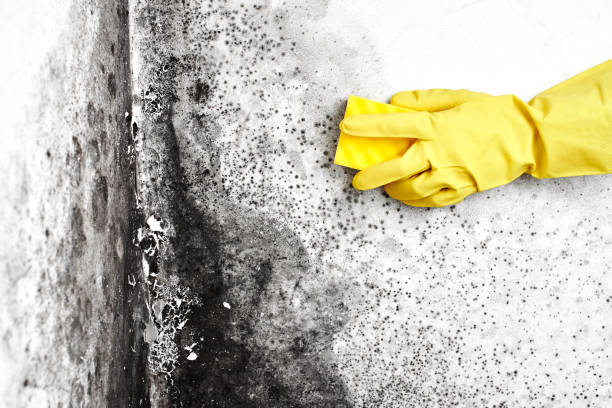 Best Crawl Space Mold Remediation in Pea Ridge, WV