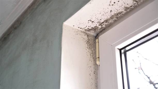 Best Insurance-Related Mold Remediation in Pea Ridge, WV
