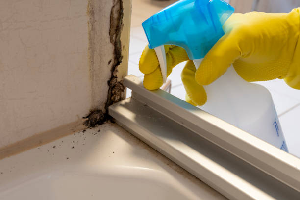 Best Mold Remediation for Specific Building Types in Pea Ridge, WV