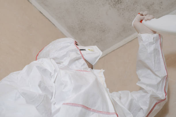Best Localized Mold Remediation (e.g., coastal areas, humid climates) in Pea Ridge, WV