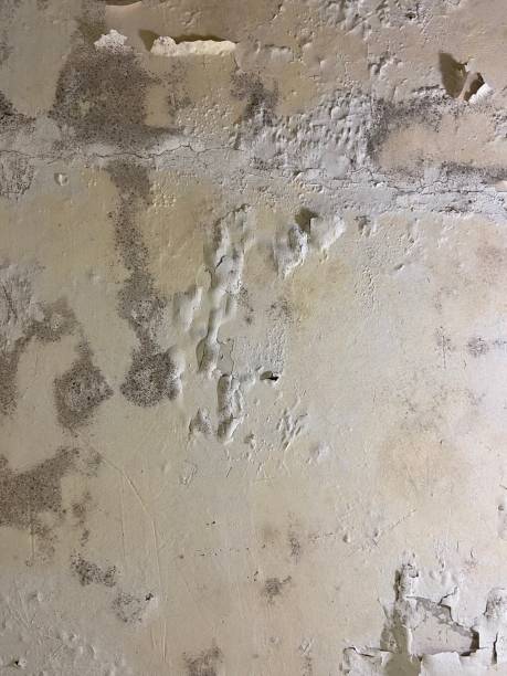 Best Commercial Mold Remediation in Pea Ridge, WV