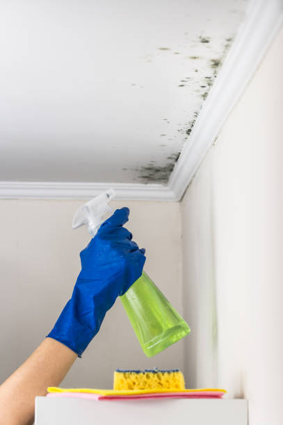 Best Attic Mold Remediation in Pea Ridge, WV